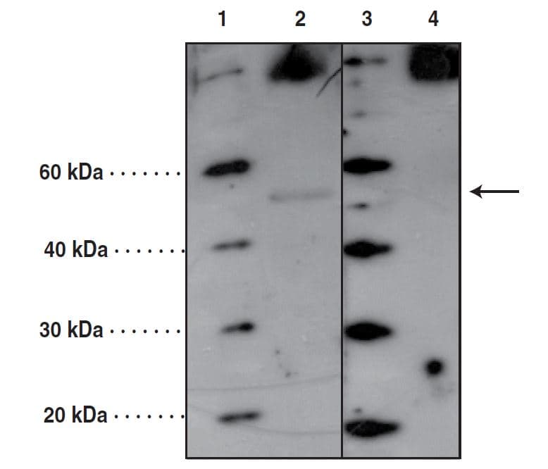 PORCN Antibody (aa224-239)