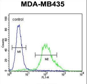 ZNF98 Antibody (aa520-549)