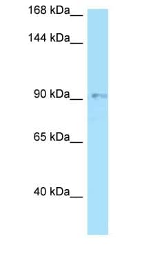 OPA1 Antibody (aa151-200)