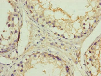 RNF41 Antibody