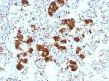 ACTH Antibody (clone SPM501, Azide-free, BSA-free)