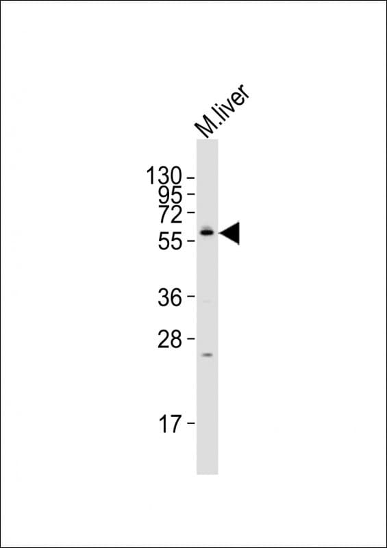 NRBP2 Antibody (aa394-428)