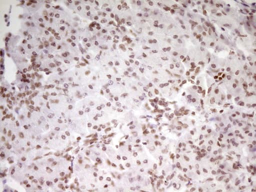 Monoclonal Mouse anti-Human SP110 Antibody (clone OTI4C1, Carrier-free, aa232-521, IHC, WB)