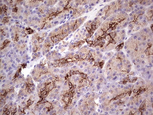 Peripherin Antibody (clone OTI3F4)