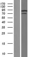 SYNCRIP / HnRNP Q Protein (Over-Expression Lysate Myc-DDK (Flag))