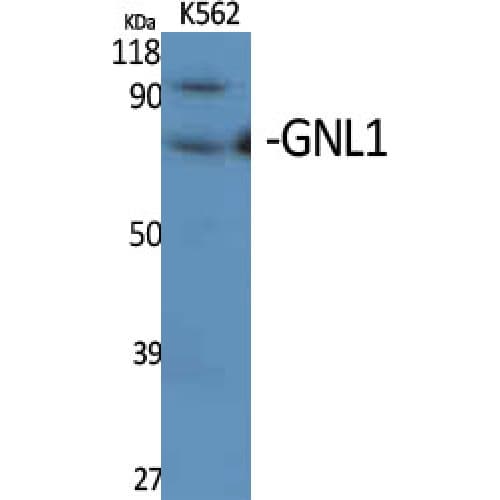 GNL1 Antibody (30-110 aa, N-terminal)