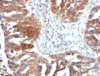 VEGFA / VEGF Antibody (clone VGFA-1, Azide-free, BSA-free)