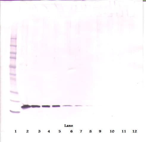 IHC-plus™ BAFF / TNFSF13B Antibody