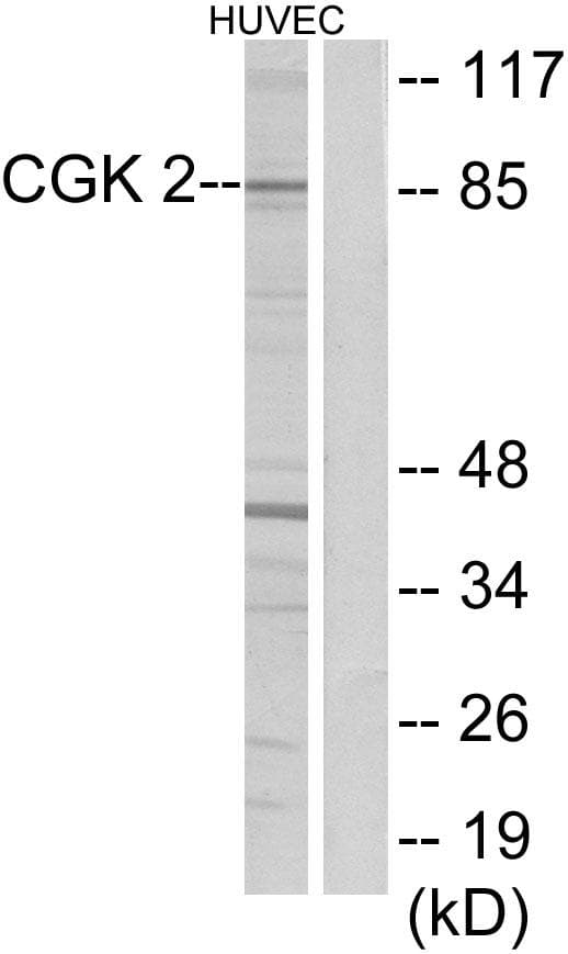 PRKG2 / CGKII Antibody