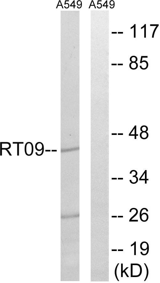 MRPS9 Antibody