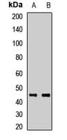 SHBG Antibody