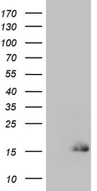Monoclonal Mouse anti-Human SPRR2A Antibody (clone OTI1B1, WB)