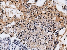 NT5DC1 Antibody (clone OTI2H8)