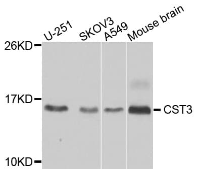 CST3 / Cystatin C Antibody