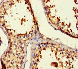 Polyclonal Rabbit anti-Human BAG5 Antibody (WB)