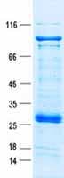 Human FRS3 Protein (Recombinant GST, N-terminus + His, C-terminus)
