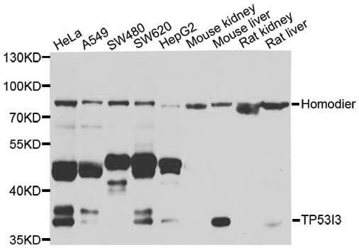TP53I3 / PIG3 Antibody