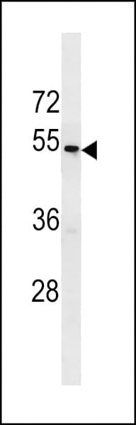 Polyclonal Rabbit anti-Human TAS2R43 Antibody (aa135-163, WB)