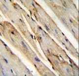 GAS1 Antibody (aa95-127)