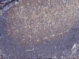 VBP1 Antibody (clone OTI2A3, Carrier-free)