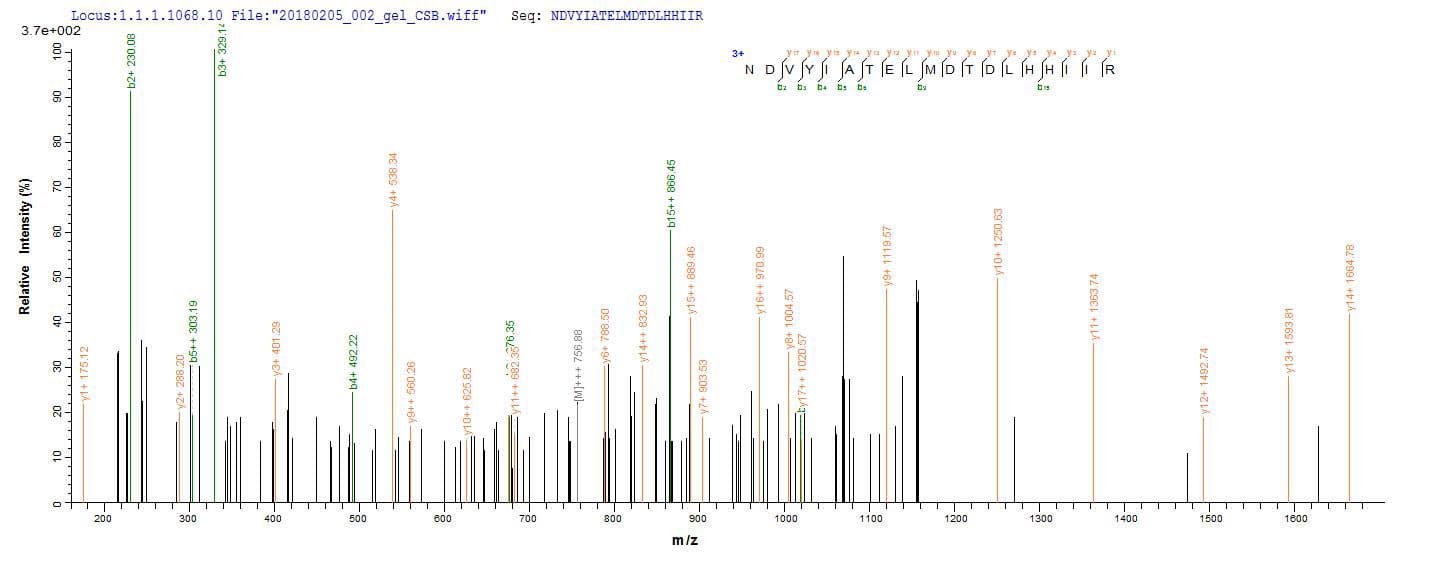 Oryza sativa MPK5 Protein (Recombinant 10His, N-terminus + Myc, C-terminus)