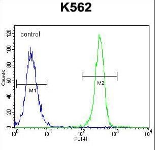 Polyclonal Rabbit anti-Human SMTNL1 Antibody (aa130-159, WB)