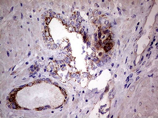 Monoclonal Mouse anti-Human PDSS2 / DLP1 Antibody (clone UMAB177, Carrier-free, IHC, WB)