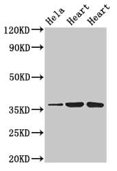 ATP1B1 Antibody