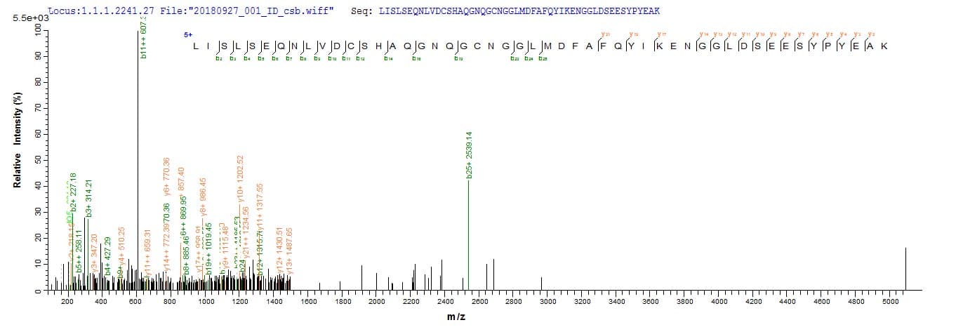 Mouse CTSL / Cathepsin L Protein (Recombinant 6His, N-terminus + Myc, C-terminus)