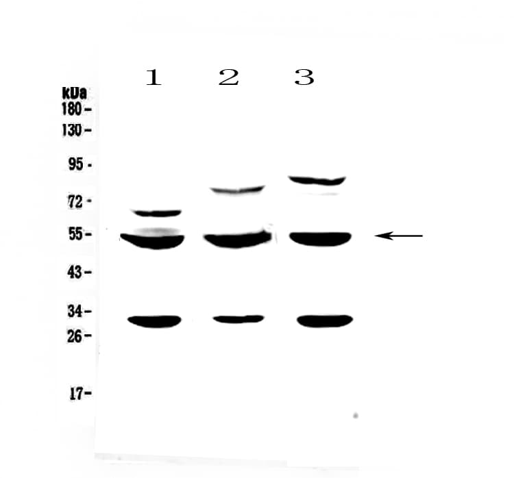 GSK3A / GSK3 Alpha Antibody
