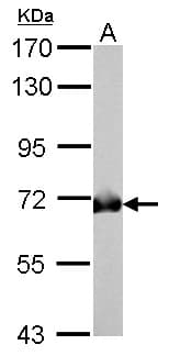 GAD1 / GAD67 Antibody (aa5-216)