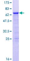 Human JADE2 / PHF15 Protein (Recombinant GST)