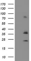 CYB5R1 Antibody (clone OTI5G9)