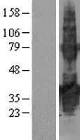 TMEM171 Protein (Over-Expression Lysate Myc-DDK (Flag))