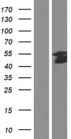 Human ELK1 Protein (Over-Expression Lysate Myc-DDK (Flag))