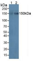 ICAM3 / CD50 Antibody (aa259-491)