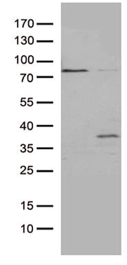 GSG1 Antibody (aa43-246, clone OTI3E7, Carrier-free)