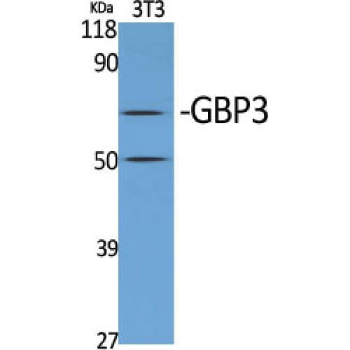 Polyclonal Rabbit anti-Human GBP3 Antibody (450-530 aa, C-terminal, IHC, WB)