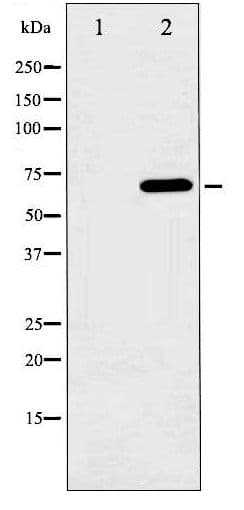 RAF1 / RAF Antibody (phospho-Ser621)
