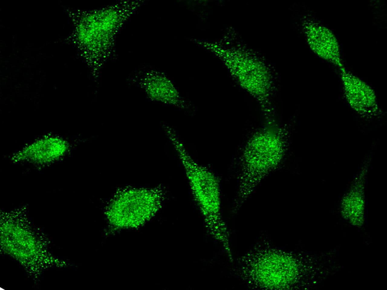 Polyclonal Rabbit anti-Human BIK Antibody (Preservative Free, IF, WB)