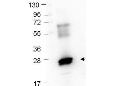 GST / Glutathione S-Transferase Antibody (AP)