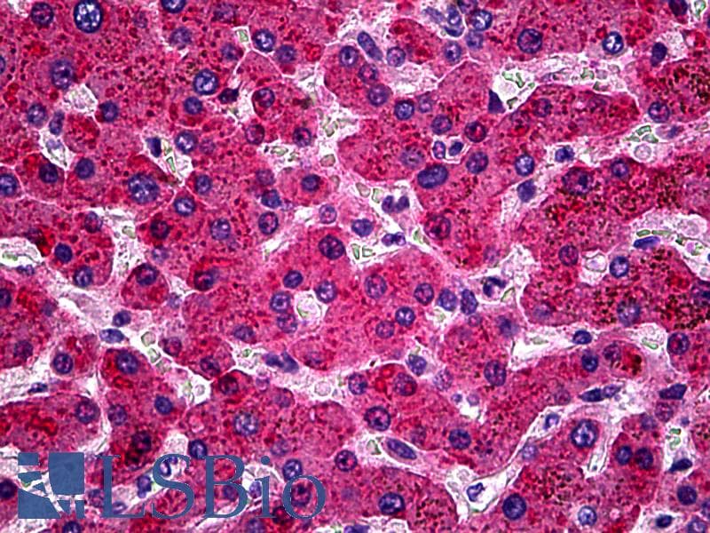 IHC-plus™ Polyclonal Goat anti-Human APOH / Apolipoprotein H Antibody (IHC)