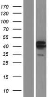 TIAL1 Protein (Over-Expression Lysate Myc-DDK (Flag))