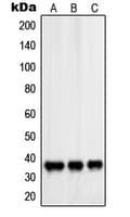 PDLIM1 Antibody (Internal)