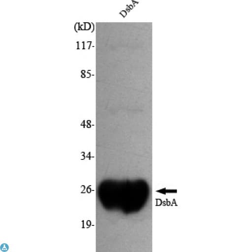 dsbA Antibody
