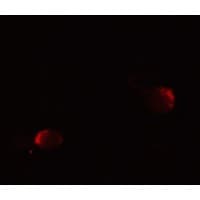 LIN54 Antibody