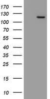 MYNN Antibody (clone OTI1F10)