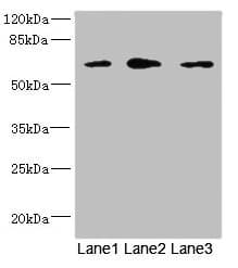 REC8 Antibody