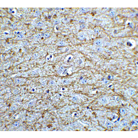 SOX2 Antibody