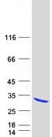 Human RAB10 Protein (Recombinant Myc-DDK (Flag))